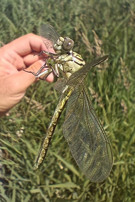 gadziogłówka żółtonoga  - Michał Polakowski