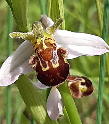 Ophrys apifera var. aurita 
