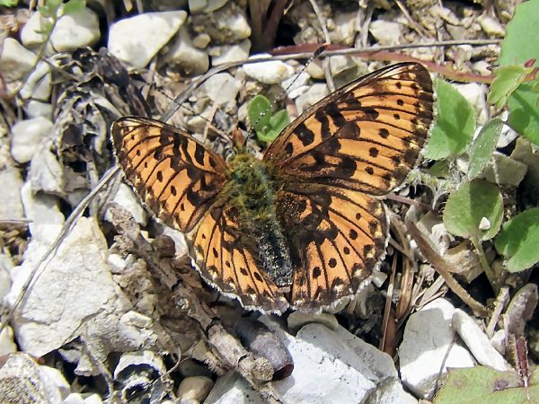 Boloria selene  - Massimo Tassinari