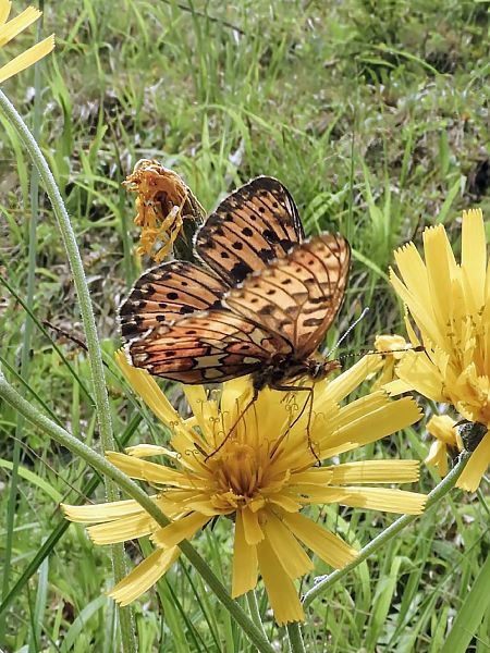 Boloria selene  - Massimo Tassinari