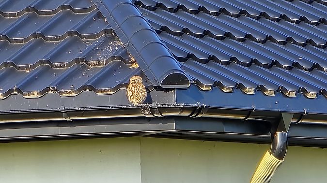 pójdźka  - Przemysław Stachyra