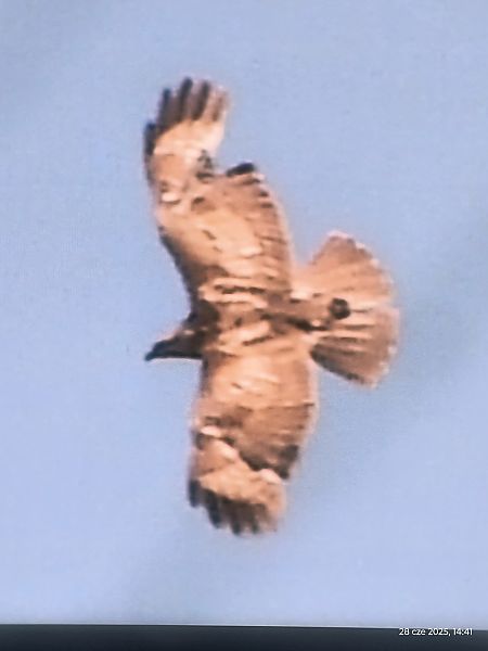 Mäusebussard  - Jarosław Słowikowski