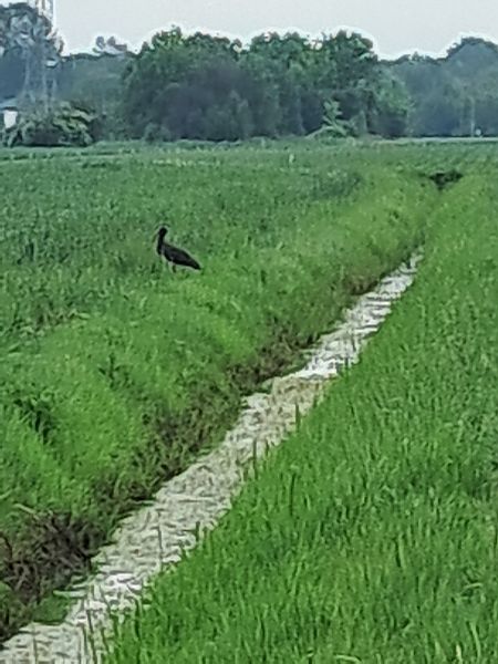 Black Stork  - Małgorzata Łuczkiewicz