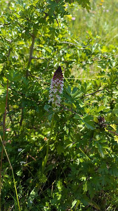 Neotinea ustulata subsp. aestivalis 