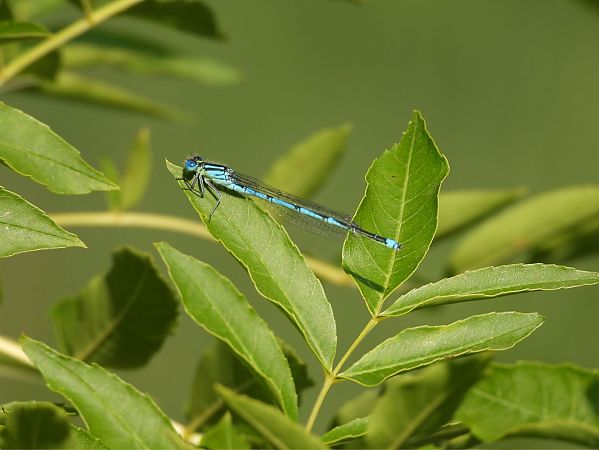 Blue-eye  - Agustín Rivas