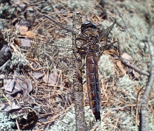 ważka płaskobrzucha  - Michał Polakowski