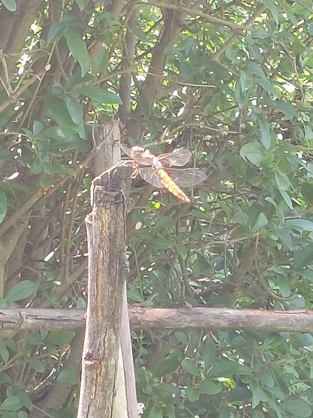 ważka płaskobrzucha  - Rafał Walczybok