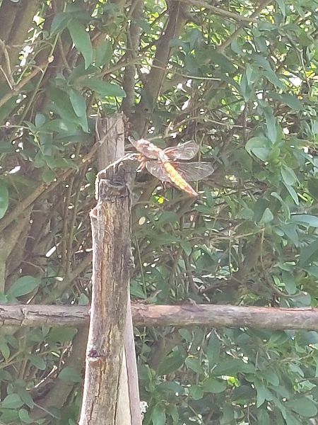 Libellule déprimée  - Rafał Walczybok