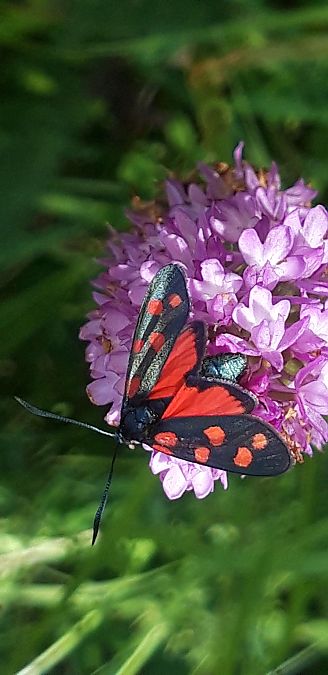 Zygaena transalpina  - Michele Cento
