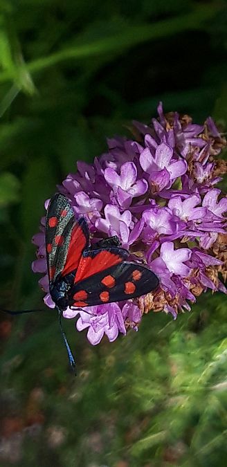 Zygaena transalpina  - Michele Cento