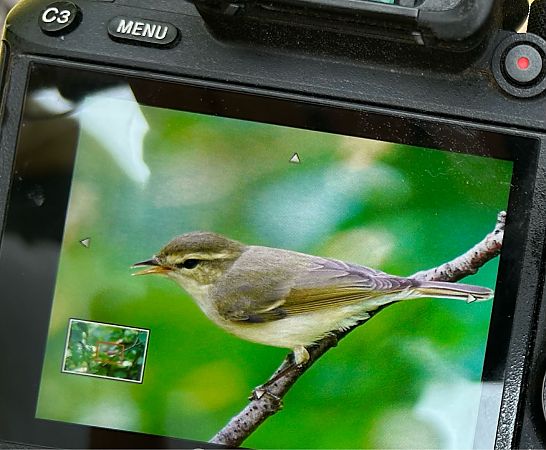 Greenish Warbler  - Katarzyna Kąciak