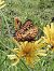 Boloria selene  - Massimo Tassinari