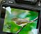 Greenish Warbler  - Katarzyna Kąciak