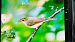 Greenish Warbler  - Katarzyna Kąciak