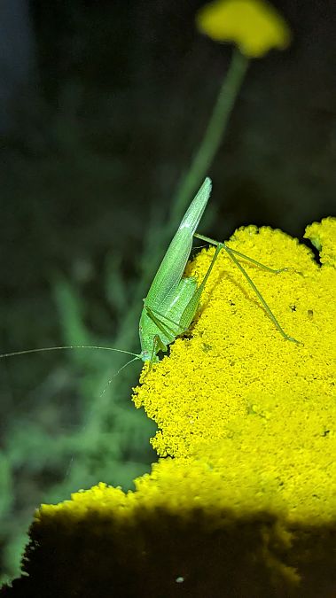 Phanéroptère méridional 
