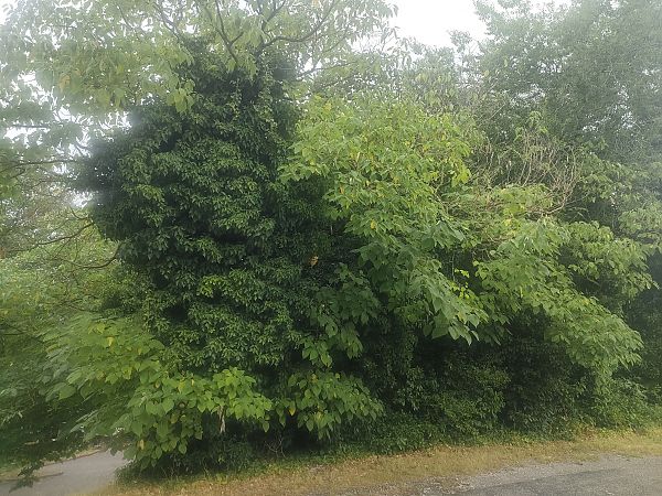 Broussonetia papyrifera  - Chiara Canesin (FVG)