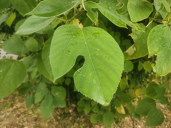 Broussonetia papyrifera  - Chiara Canesin (FVG)