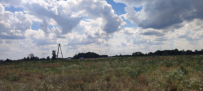 grzywacz  - Wojciech Łapiński