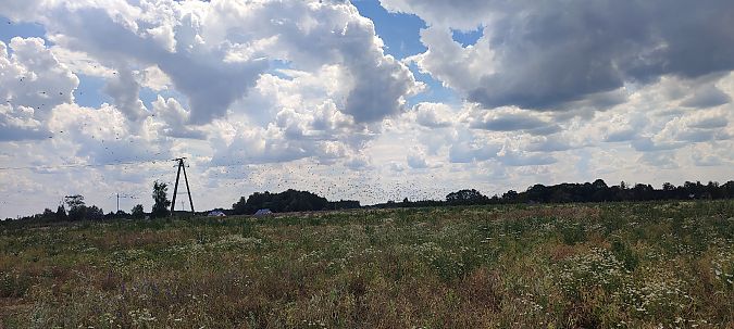 grzywacz  - Wojciech Łapiński