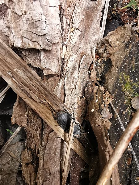 Dorcus parallelipipedus  - Eraztun Berdeko Basozainak Guardas Anillo Verde