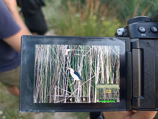 Little Bittern  - Oliwier Myka