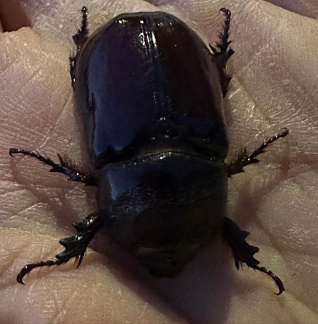Coleoptera sp.  - Monica Artale
