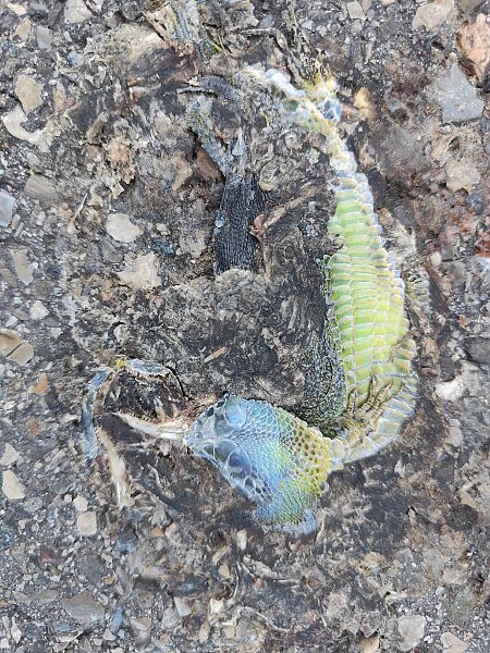 Lézard à deux raies (L. vert occidental)  - Maxime Raux