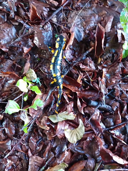 Salamandra pezzata  - Francesco Molino (FVG)