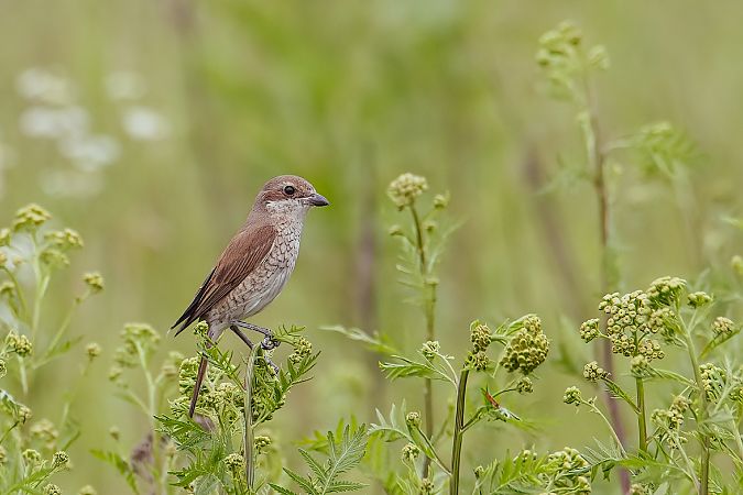 Red-backed Shrike 