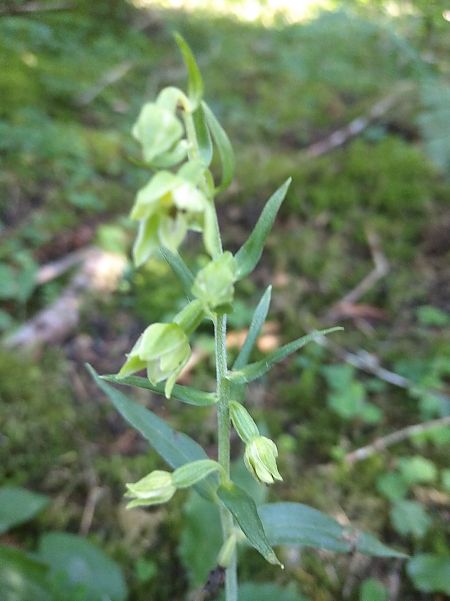 Epipactis leptochila  - Michel Bassetti
