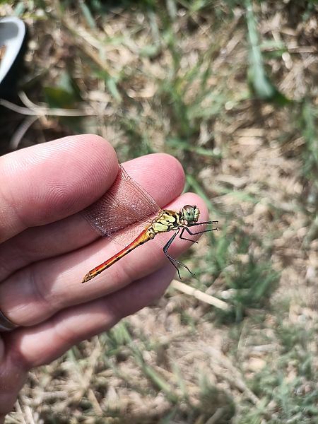 Sympetrum depressiusculum  - Fausto Leandri