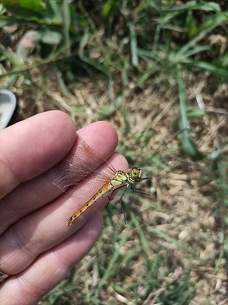 Sympetrum depressiusculum  - Fausto Leandri