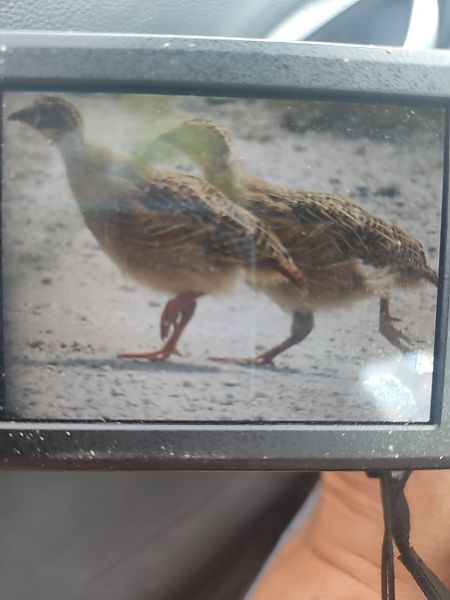 Grey Partridge  - Roman Kempa