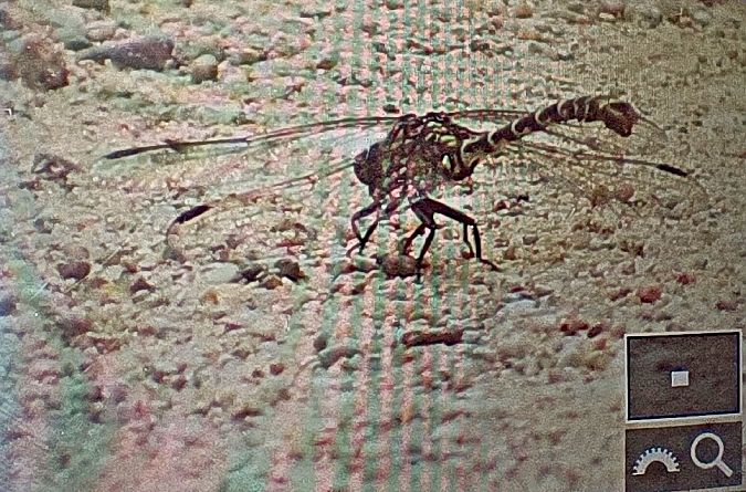 Small Pincertail  - Michał Polakowski