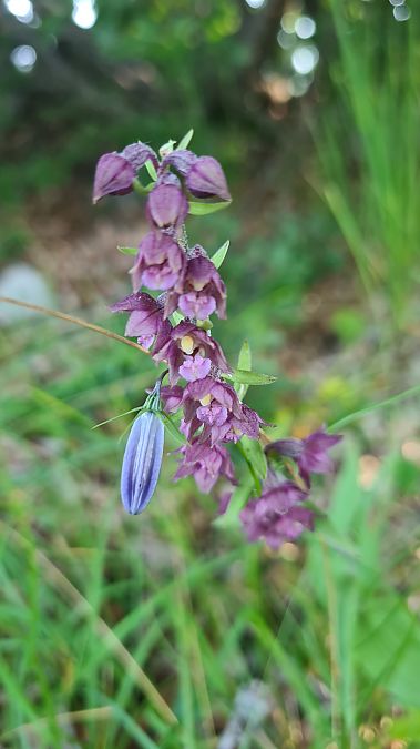 Epipactis atrorubens  - Pietro Moretti (FVG)