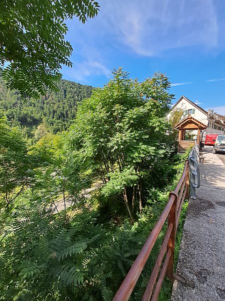 Ailanthus altissima  - Ilaria Antoniutti (FVG)