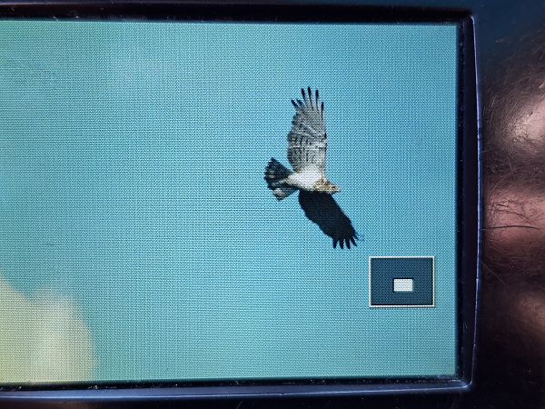 Short-toed Snake Eagle  - Tomasz Sczansny