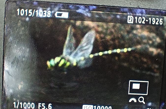 Common Goldenring  - Michał Polakowski