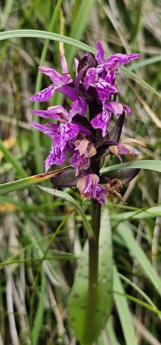 Dactylorhiza alpestris  - Claire Perrachon