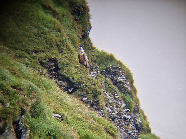 Griffon Vulture  - Felix Zimmermann