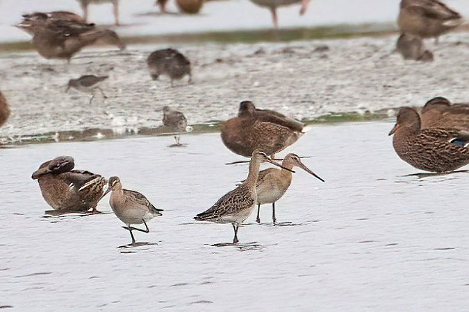 Black-tailed Godwit 