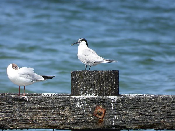 Sandwich Tern  - Julianna Owczarek