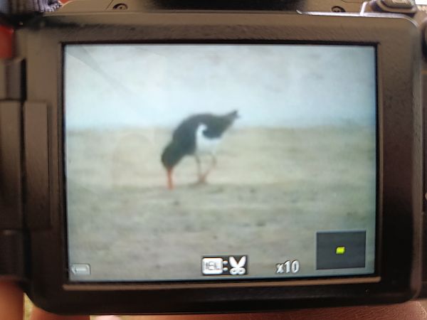 Eurasian Oystercatcher  - Marcel Wojewódka