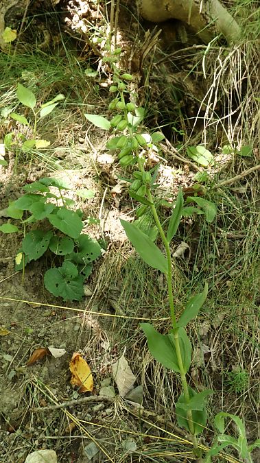 Epipactis helleborine var. minor  - Gerard Guillouard