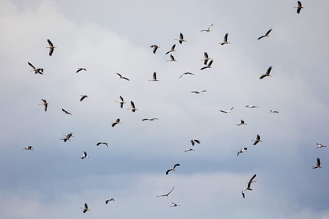Cigogne blanche 