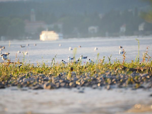 Pied Avocet  - Anna Lehner