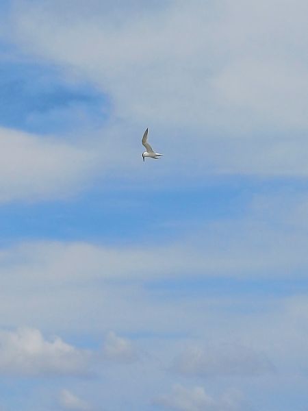 Sandwich Tern  - Wojciech Lucjan Chmieliński