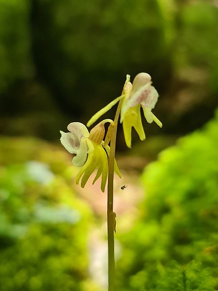 Epipogium aphyllum  - Christian Fleury