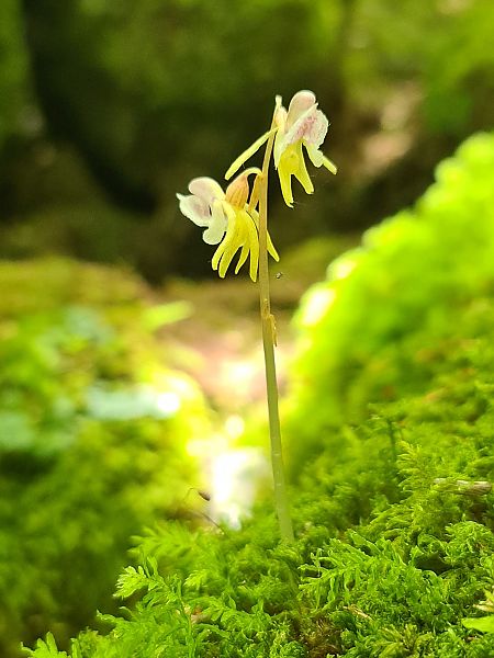 Epipogium aphyllum  - Christian Fleury