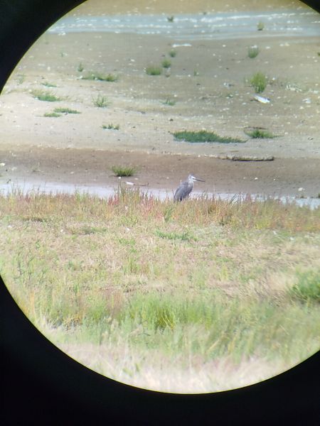 Hybride Aigrette garzette x des récifs  - Gaël Launay